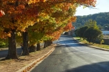 australasia;Australasian;Australia;australian;autuminal;autumn;autumn-colour;autumn-colours;autumnal;Batlow;color;colors;colour;colours;deciduous;fall;leaf;leaves;Memorial-Avenue;N.S.W.;New-South-Wales;NSW;oak;oak-tree;oak-trees;oaks;red;season;seasonal;seasons;Snowy-Mountains;Snowy-Mountains-Drive;South-New-South-Wales;South-West-Slopes;Southern-New-South-Wales;tree;trees