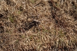 alpine;Australia;Kosciuszko-N.P.;Kosciuszko-National-Park;Kosciuszko-NP;Lycosidae;mountains;N.S.W.;New-South-Wales;NSW;Snowy-Mountains;South-New-South-Wales;Southern-New-South-Wales;spider;spiders;Wolf-Spider