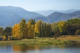 Alpine-Way;Australia;autuminal;autumn;autumn-colour;autumn-colours;autumnal;calm;color;colors;colour;colours;dam;dams;deciduous;fall;Khancoban;Khancoban-Dam;Khancoban-Pondage;Khancoban-Reservoir;lake;lakes;leaf;leaves;N.S.W.;New-South-Wales;NSW;placid;pondage;poplar;poplar-tree;poplar-trees;poplars;quiet;reflection;reflections;reservoir;reservoirs;season;seasonal;seasons;serene;smooth;Snowy-Mountains;Snowy-Mountains-Drive;Snowy-Mountains-Hydro_Electric-Scheme;Snowy-Mountains-Scheme;South-New-South-Wales;Southern-New-South-Wales;still;tranquil;tree;trees;water