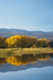 Alpine-Way;Australia;autuminal;autumn;autumn-colour;autumn-colours;autumnal;calm;color;colors;colour;colours;dam;dams;deciduous;fall;Khancoban;Khancoban-Dam;Khancoban-Pondage;Khancoban-Reservoir;lake;lakes;leaf;leaves;N.S.W.;New-South-Wales;NSW;placid;pondage;quiet;reflection;reflections;reservoir;reservoirs;season;seasonal;seasons;serene;smooth;Snowy-Mountains;Snowy-Mountains-Drive;Snowy-Mountains-Hydro_Electric-Scheme;Snowy-Mountains-Scheme;South-New-South-Wales;Southern-New-South-Wales;still;tranquil;tree;trees;water