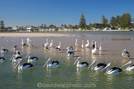 Animal;Animals;Aquatic-bird;Aquatic-birds;Australasian;Australia;Australian;Australian-Pelican;Australian-Pelicans;avian;beak;bill;bird;bird-watching;bird_watching;birds;eco-tourism;eco_tourism;ecotourism;Fauna;Feather;flock;flocks;group;Marine-bird;Marine-birds;N.S.W.;Natural;Nature;New-South-Wales;NSW;Oceania;Ornithology;Pelecanus-conspicillatus;Pelican;Pelicans;The-Entrance;water;wild;Wildlife;Zoology