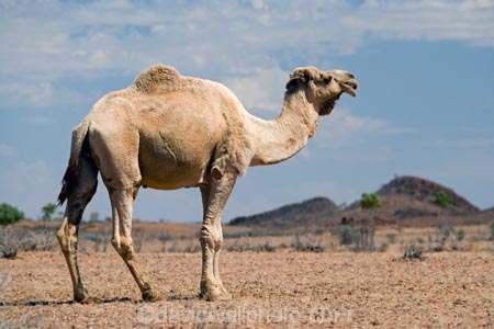 animal;arid;Australasia;Australasian;Australia;Australian;Australian-Desert;Australian-Deserts;Australian-Outback;back-country;backcountry;backwoods;camel;camels;country;countryside;desert;desert-animal;deserts;dromedaries;dromedary;dry;geographic;geography;mammal;mammals;N.T.;Northern-Territory;NT;Outback;red-centre;remote;remoteness;rock;rural;sand;Stuart-Highway;wilderness