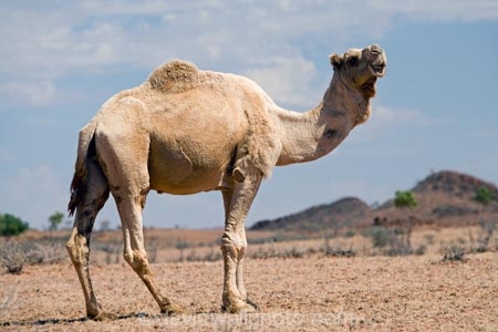 animal;arid;Australasia;Australasian;Australia;Australian;Australian-Desert;Australian-Deserts;Australian-Outback;back-country;backcountry;backwoods;camel;camels;country;countryside;desert;desert-animal;deserts;dromedaries;dromedary;dry;geographic;geography;mammal;mammals;N.T.;Northern-Territory;NT;Outback;red-centre;remote;remoteness;rock;rural;sand;Stuart-Highway;wilderness