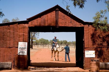 agricultural;agriculture;arid;Australasia;Australasian;Australia;Australian;Australian-Desert;Australian-Deserts;Australian-Outback;back-country;backcountry;backwoods;barn;barns;camel;camel-farm;camel-farms;camels;country;countryside;desert;desert-animal;deserts;dromedaries;dromedary;dry;farm;Farm-Building;Farm-Buildings;Farm-Shed;Farm-Sheds;farming;farmland;farms;field;fields;geographic;geography;N.T.;Northern-Territory;NT;Outback;people;person;recycled-material;recycled-materials;red-centre;remote;remoteness;rock;rural;sand;Stuart-Highway;wilderness