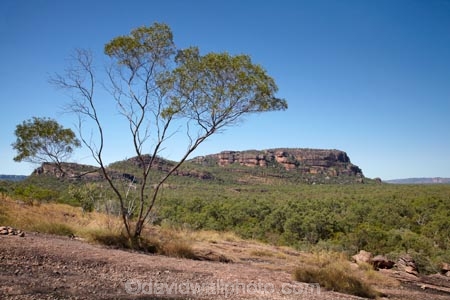 Anbangbang;Australia;Australian;Burrunggui;eucalypt;eucalypts;eucalyptus;eucalytis;Gagadju;geological;geology;gum;gum-tree;gum-trees;gums;Kakadu;Kakadu-N.P.;Kakadu-National-Park;Kakadu-NP;N.T.;Nawurlandja-Lookout;Northern-Territory;Nourlangie;Nourlangie-Rock;NT;rock;rock-formation;rock-formations;rock-outcrop;rock-outcrops;rock-tor;rock-torr;rock-torrs;rock-tors;rocks;stone;Top-End;tree;trees;UN-world-heritage-area;UN-world-heritage-site;UNESCO-World-Heritage-area;UNESCO-World-Heritage-Site;united-nations-world-heritage-area;united-nations-world-heritage-site;world-heritage;world-heritage-area;world-heritage-areas;World-Heritage-Park;World-Heritage-site;World-Heritage-Sites