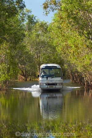 Australia;Australian;billabong;billabongs;bus;buses;calm;coach;coaches;flood-plain;flood-plains;flooded-road;flooded-roads;flooding;floodplain;floodplains;Gagadju;Gagudju-Dreaming;Kakadu;Kakadu-billabong;Kakadu-billabongs;Kakadu-flood-plain;Kakadu-flood-plains;Kakadu-floodplain;Kakadu-floodplains;Kakadu-N.P.;Kakadu-National-Park;Kakadu-NP;Kakadu-wetland;Kakadu-wetlands;N.T.;national-parks;Northern-Territory;NT;placid;quiet;reflection;reflections;road-conditions;serene;smooth;still;Top-End;tour-bus;tour-buses;touring;tourism;tourist;tourist-bus;tourist-buses;tourist-coach;tourist-coaches;tourists;tranquil;UN-world-heritage-area;UN-world-heritage-site;UNESCO-World-Heritage-area;UNESCO-World-Heritage-Site;united-nations-world-heritage-area;united-nations-world-heritage-site;water;wet-season;wetland;wetlands;world-heritage;world-heritage-area;world-heritage-areas;World-Heritage-Park;World-Heritage-site;World-Heritage-Sites;Yellow-Water;Yellow-Water-Billabong;Yellow-Water-Cruises-bus;Yellow-Water-Wetland;Yellow-Water-Wetlands