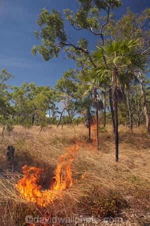 alight;Australia;Australian;burn;burned;burning;burnoff;burnoffs;burns;burnt;bush-fire;bush-fires;danger;dangerous;destruction;fire;fires;flamable;flame;flames;flaming;forest-fire;forest-fires;Gagadju;grass-fire;grass-fires;heat;hot;Kakadu;Kakadu-N.P.;Kakadu-National-Park;Kakadu-NP;N.T.;Northern-Territory;NT;on-fire;orange;Top-End;UN-world-heritage-area;UN-world-heritage-site;UNESCO-World-Heritage-area;UNESCO-World-Heritage-Site;united-nations-world-heritage-area;united-nations-world-heritage-site;wild-fire;wild-fires;wildfire;wildfires;world-heritage;world-heritage-area;world-heritage-areas;World-Heritage-Park;World-Heritage-site;World-Heritage-Sites