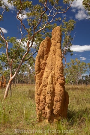 ant-hill;ant-hills;anthill;anthills;Australia;Australian;Cathedral-mounds;Cathedral-Termite-mounds;Gagadju;Kakadu;Kakadu-N.P.;Kakadu-National-Park;Kakadu-NP;N.T.;Northern-Territory;NT;termitaria;termite-colonies;termite-colony;termite-hill;termite-hills;termite-mound;termite-mounds;termite-nest;termite-nests;Top-End;UN-world-heritage-area;UN-world-heritage-site;UNESCO-World-Heritage-area;UNESCO-World-Heritage-Site;united-nations-world-heritage-area;united-nations-world-heritage-site;world-heritage;world-heritage-area;world-heritage-areas;World-Heritage-Park;World-Heritage-site;World-Heritage-Sites