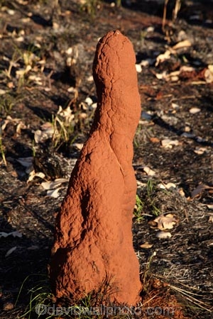 ant-hill;ant-hills;anthill;anthills;Australasia;Australia;Cathedral-mounds;Katherine;N.T.;Northern-Territory;NT;termitaria;termite-colonies;termite-colony;termite-hill;termite-hills;termite-mound;termite-mounds;termite-nest;termite-nests;Top-End;Victoria-Highway
