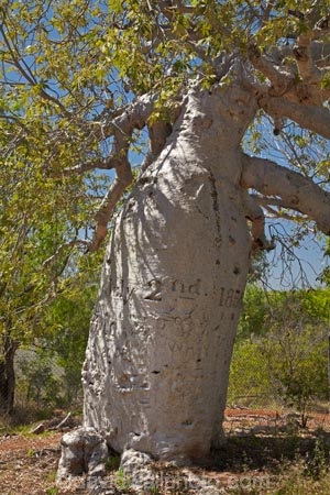 1856;2nd-July-1856;Augustus-Charles-Gregory;Augustus-Gregory;Australasia;Australia;Australian;Australian-Outback;back-country;backcountry;carved-boab;early-explorer;early-explorers;Gregory-Expedition;Gregory-N.P;Gregory-National-Park;Gregory-NP;Gregorys-Tree;Gregorys-Tree;Jutpurra-N.P;Jutpurra-National-Park;Jutpurra-NP;N.T.;national-parks;Northern-Territory;NT;Outback;Top-End;Victoria-Highway;Victoria-River