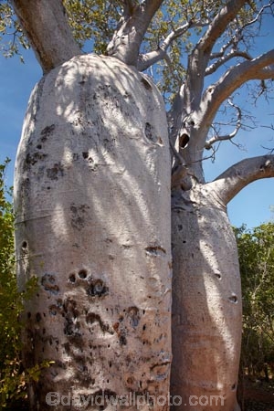 1856;2nd-July-1856;Australasia;Australia;Australian;Australian-Outback;back-country;backcountry;Gregory-N.P;Gregory-National-Park;Gregory-NP;Gregorys-Tree;Gregorys-Tree;Jutpurra-N.P;Jutpurra-National-Park;Jutpurra-NP;N.T.;national-parks;Northern-Territory;NT;Outback;Top-End;Victoria-Highway;Victoria-River