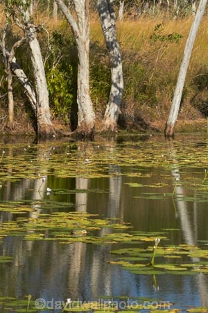Adelaide-River;Australasia;Australia;calm;dam;dams;lillies;lilly;lilly-pond;lilly-ponds;N.T.;Northern-Territory;NT;placid;pond;ponds;quiet;reflection;reflections;reservoir;reservoirs;serene;smooth;still;Top-End;tranquil;water