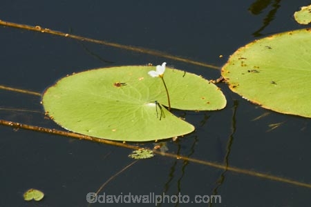 Adelaide-River;Australasia;Australia;dam;dams;lillies;lilly;lilly-pad;lilly-pads;lilly-pond;lilly-ponds;N.T.;Northern-Territory;NT;pond;ponds;reservoir;reservoirs;Top-End;water