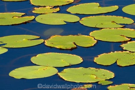 Adelaide-River;Australasia;Australia;dam;dams;lillies;lilly;lilly-pad;lilly-pads;lilly-pond;lilly-ponds;N.T.;Northern-Territory;NT;pond;ponds;reservoir;reservoirs;Top-End;water