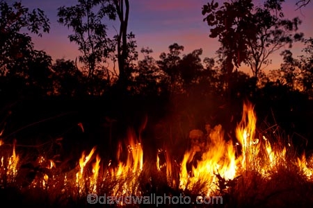 alight;Australasia;Australia;burn;burned;burning;burnoff;burnoffs;burns;burnt;bush-fire;bush-fires;danger;dangerous;destruction;dusk;evening;fire;fires;flamable;flame;flames;flaming;grass-fire;grass-fires;heat;hot;Litchfield-N.P.;Litchfield-National-Park;Litchfield-NP;N.T.;night;night-time;Northern-Territory;NT;on-fire;orange;Top-End;twilight;wild-fire;wild-fires;wildfire;wildfires
