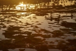 aerial;aerial-photo;aerial-photograph;aerial-photographs;aerial-photography;aerial-photos;aerial-view;aerial-views;aerials;Australia;Australian;billabong;billabongs;flood-plain;flood-plains;floodplain;floodplains;Gagadju;Kakadu;Kakadu-billabong;Kakadu-billabongs;Kakadu-flood-plain;Kakadu-flood-plains;Kakadu-floodplain;Kakadu-floodplains;Kakadu-N.P.;Kakadu-National-Park;Kakadu-NP;Kakadu-wetland;Kakadu-wetlands;Magela-Creek;Magela-Creek-System;Magela-Creek-Wetlands;Magela-Wetlands;N.T.;Northern-Territory;NT;rainy-season;seasonal;Top-End;UN-world-heritage-area;UN-world-heritage-site;UNESCO-World-Heritage-area;UNESCO-World-Heritage-Site;united-nations-world-heritage-area;united-nations-world-heritage-site;wet-season;wetland;wetlands;wilderness;wilderness-area;wilderness-areas;world-heritage;world-heritage-area;world-heritage-areas;World-Heritage-Park;World-Heritage-site;World-Heritage-Sites