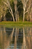 Australia;Australian;billabong;billabongs;calm;flood-plain;flood-plains;floodplain;floodplains;Gagadju;Gagudju-Dreaming;Kakadu;Kakadu-billabong;Kakadu-billabongs;Kakadu-flood-plain;Kakadu-flood-plains;Kakadu-floodplain;Kakadu-floodplains;Kakadu-N.P.;Kakadu-National-Park;Kakadu-NP;Kakadu-wetland;Kakadu-wetlands;N.T.;national-parks;Northern-Territory;NT;placid;quiet;reflection;reflections;serene;smooth;still;Top-End;tranquil;tree;trees;UN-world-heritage-area;UN-world-heritage-site;UNESCO-World-Heritage-area;UNESCO-World-Heritage-Site;united-nations-world-heritage-area;united-nations-world-heritage-site;water;wetland;wetlands;wilderness;wilderness-area;wilderness-areas;world-heritage;world-heritage-area;world-heritage-areas;World-Heritage-Park;World-Heritage-site;World-Heritage-Sites;Yellow-Water;Yellow-Water-Billabong;Yellow-Water-Wetland;Yellow-Water-Wetlands