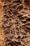 ant-hill;ant-hills;anthill;anthills;Australia;Australian;Cathedral-mounds;Cathedral-Termite-mounds;close_up;detail;Gagadju;inside;Kakadu;Kakadu-N.P.;Kakadu-National-Park;Kakadu-NP;N.T.;Northern-Territory;NT;termitaria;termite-colonies;termite-colony;termite-hill;termite-hills;termite-mound;termite-mounds;termite-nest;termite-nests;Top-End;UN-world-heritage-area;UN-world-heritage-site;UNESCO-World-Heritage-area;UNESCO-World-Heritage-Site;united-nations-world-heritage-area;united-nations-world-heritage-site;world-heritage;world-heritage-area;world-heritage-areas;World-Heritage-Park;World-Heritage-site;World-Heritage-Sites