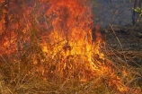 alight;Australasia;Australia;burn;burned;burning;burnoff;burnoffs;burns;burnt;bush-fire;bush-fires;danger;dangerous;destruction;fire;fires;flamable;flame;flames;flaming;grass-fire;grass-fires;Gregory-N.P;Gregory-National-Park;Gregory-NP;heat;hot;Jutpurra-N.P;Jutpurra-National-Park;Jutpurra-NP;N.T.;national-parks;Northern-Territory;NT;on-fire;orange;Top-End;Victoria-Highway;Victoria-River;wild-fire;wild-fires;wildfire;wildfires
