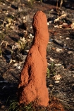 ant-hill;ant-hills;anthill;anthills;Australasia;Australia;Cathedral-mounds;Katherine;N.T.;Northern-Territory;NT;termitaria;termite-colonies;termite-colony;termite-hill;termite-hills;termite-mound;termite-mounds;termite-nest;termite-nests;Top-End;Victoria-Highway