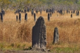ant-hill;ant-hills;anthill;anthills;Australasia;Australia;Litchfield-N.P.;Litchfield-National-Park;Litchfield-NP;Magnetic-Termite-mounds;N.T.;Northern-Territory;NT;termitaria;termite-colonies;termite-colony;termite-hill;termite-hills;termite-mound;termite-mounds;termite-nest;termite-nests;Top-End