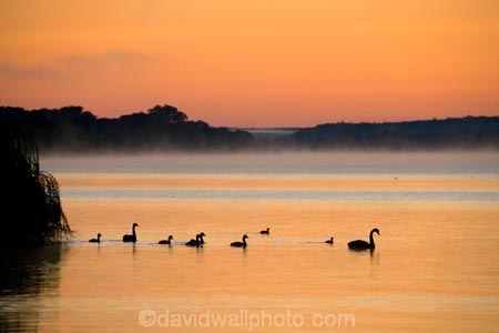 Australasia;Australia;Australian;bird;birds;break-of-day;calm;dawn;dawning;daybreak;first-light;Mannum;morning;Murray-Basin;Murray-Darling-Basin;Murray-Darling-System;Murray-River;orange;placid;quiet;reflection;reflections;River;rivers;S.A.;SA;serene;silhouette;silhouettes;smooth;South-Australia;still;sunrise;sunrises;sunup;swan;swans;tranquil;twilight