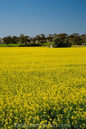 agricultural;agriculture;Australasian;Australia;Australian;Barossa-Valley;canola;country;countryside;crop;crops;farm;farming;farmland;farms;field;fields;flower;flowers;horticulture;meadow;meadows;paddock;paddocks;rural;S.A.;SA;South-Australia;yellow