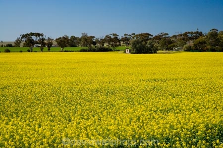 agricultural;agriculture;Australasian;Australia;Australian;Barossa-Valley;canola;country;countryside;crop;crops;farm;farming;farmland;farms;field;fields;flower;flowers;horticulture;meadow;meadows;paddock;paddocks;rural;S.A.;SA;South-Australia;yellow