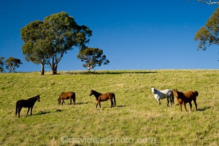 Australasian;Australia;Australian;Barossa-Valley;country;countryside;equestrian;eucalypt;eucalypts;eucalyptus;eucalytis;farm;farming;farmland;farms;field;fields;gum;gum-tree;gum-trees;gums;horse;horses;meadow;meadows;paddock;paddocks;pasture;pastures;rural;S.A.;SA;South-Australia;stock;tree;trees