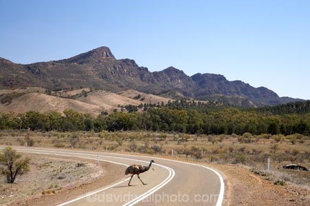 Animal;animals;australasian;Australia;Australian;Australian-Outback;Avian;back-country;backcountry;backwoods;bend;bends;Bird;birds;centre-line;centre-lines;centre_line;centre_lines;centreline;centrelines;corner;corners;danger;dangers;driving;driving-hazard;driving-hazards;Dromaius-novaehollandiae;Emu;emus;Fauna;Flinders-Ranges;Flinders-Ranges-N.P.;Flinders-Ranges-National-Park;Flinders-Ranges-NP;Habitat;hazard;hazards;highway;highways;national-park;national-parks;Natural;Nature;open-road;open-roads;Ornithology;Outback;Outback-Travel;Oz;park;parks;remote;remoteness;road;road-hazard;road-hazards;road-safety;road-trip;roads;S.A.;SA;South-Australia;South-Flinders-Ranges;transport;transportation;travel;traveling;travelling;trip;wild;Wildlife;Wilpena-Pound