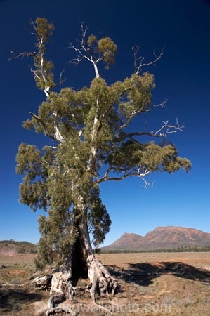 Australasian;Australia;Australian;Australian-Outback;back-country;backcountry;backwoods;Cazneaux-Tree;eucalypt;eucalypts;eucalyptus;eucalytis;Flinders-Ranges;Flinders-Ranges-N.P.;Flinders-Ranges-National-Park;Flinders-Ranges-NP;gum;gum-tree;gum-trees;gums;national-park;national-parks;Outback;Outback-Travel;remote;remoteness;S.A.;SA;South-Australia;South-Flinders-Ranges;The-Cazneaux-Tree;tree;trees;Wilpena-Pound