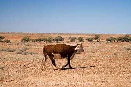 agricultural;agriculture;animal;arid;Arkaringa;Australasia;Australasian;Australia;Australian;Australian-Desert;Australian-Deserts;Australian-Outback;back-country;backcountry;backwoods;barren;cattle;country;countryside;cow;cows;desert;Deserts;dry;empty;farm;farming;farmland;farms;field;fields;hot;Outback;paddock;paddocks;red-centre;remote;remoteness;rural;S.A.;SA;sand;South-Australia;stock;vast