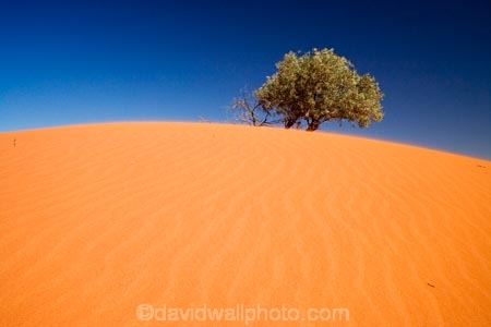arid;Australasia;Australia;Australian;Australian-Desert;Australian-Deserts;Australian-Outback;back-country;backcountry;backwoods;Bollards-Lagoon-Road;country;countryside;desert;deserts;dry;dune;dunes;geographic;geography;outback;prints;red-centre;remote;remoteness;ripple;ripples;rock;rural;S.A.;SA;sand;sand-dune;sand-dunes;sand-hill;sand-hills;sand-ripple;sand-ripples;sand_dune;sand_dunes;sand_hill;sand_hills;sanddune;sanddunes;sandhill;sandhills;sandy;South-Australia;Strezlecki-Track;Strezleki-Track;Strzelecki-Track;wilderness;wind-ripple;wind-ripples
