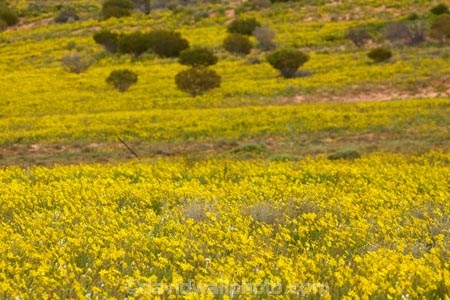 South-Australia;SA;S.A.;Australia;Australian;outback;outback-Australia;Strzeleki-Track;Annual-Yellowtop;Senecio-gregorii;fleshy-groundsel;annual;annuals;flower;flowers;wildflower;wildflowers;wild;Strzeleki-Desert;desert;deserts;yellow;Strzelecki-Track;Strzelecki-Desert