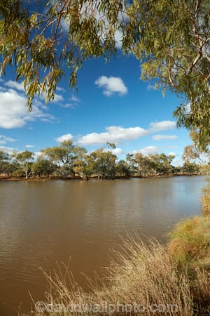 South-Australia;SA;S.A.;Australia;Australian;outback;outback-Australia;South-Australia;SA;S.A.;Australia;Australian;outback;outback-Australia;Eringa-Waterhole;waterhole;South-Australia;SA;S.A.;Australia;Australian;outback;outback-Australia;South-Australia;SA;S.A.;Australia;Australian;outback;outback-Australia;Eringa-Waterhole;waterhole;cow;Mt-Dare-Rd;Mount-Dare-Road;cows;cattle;drinking;water;gum-tree;gum-trees;eucalyptus;trees