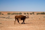 agricultural;agriculture;animal;arid;Arkaringa;Australasia;Australasian;Australia;Australian;Australian-Desert;Australian-Deserts;Australian-Outback;back-country;backcountry;backwoods;barren;cattle;country;countryside;cow;cows;desert;Deserts;dry;empty;farm;farming;farmland;farms;field;fields;hot;Outback;paddock;paddocks;red-centre;remote;remoteness;rural;S.A.;SA;sand;South-Australia;stock;vast