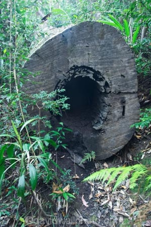 australasia;Australia;australian;bush;deforest;deforestation;destuction;environment;environment-issues;environmental;environmental-issues;forest;forests;green;Hinterland;Kondalilla-National-Park;lumber;lush;natural;nature;Queensland;rain-forest;rain-forests;rain_forest;rain_forests;rainforest;rainforests;Sunshine-Coast;timber;tree;tree-trunk;tree-trunks;trees;trunk;trunks;wilderness;wood;woods