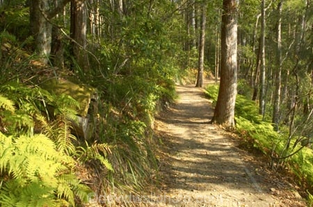 australasia;Australia;australian;bush;footpath;footpaths;forest;forests;green;Hinterland;Kondalilla-National-Park;lush;natural;nature;path;paths;Queensland;rain;rain-forest;rain-forests;rain_forest;rain_forests;rainforest;rainforests;rainy;Sunshine-Coast;track;tracks;tree;trees;trunk;trunks;walking-track;wilderness;woods