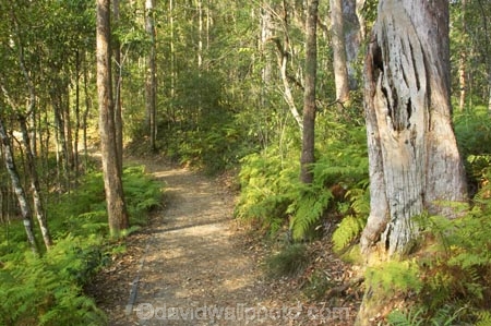 australasia;Australia;australian;bush;footpath;footpaths;forest;forests;green;Hinterland;Kondalilla-National-Park;lush;natural;nature;path;paths;Queensland;rain;rain-forest;rain-forests;rain_forest;rain_forests;rainforest;rainforests;rainy;Sunshine-Coast;track;tracks;tree;trees;trunk;trunks;walking-track;wilderness;woods
