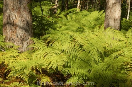 australasia;Australia;australian;bush;fern;ferns;forest;forests;green;Hinterland;Kondalilla-National-Park;lush;natural;nature;Queensland;rain-forest;rain-forests;rain_forest;rain_forests;rainforest;rainforests;Sunshine-Coast;tree;trees;trunk;trunks;wilderness;woods