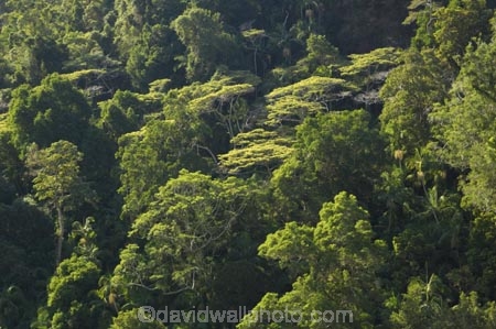 australasia;Australia;australian;bush;forest;forests;green;Hinterland;Kondalilla-National-Park;lush;natural;nature;Queensland;rain-forest;rain-forests;rain_forest;rain_forests;rainforest;rainforests;Sunshine-Coast;tree;trees;wilderness;woods