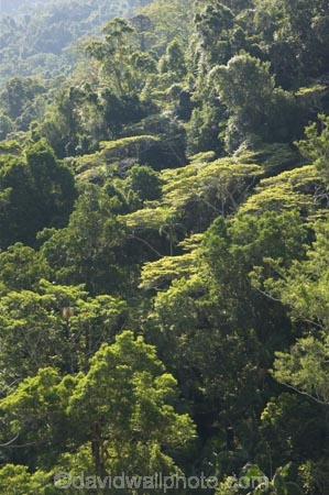 australasia;Australia;australian;bush;forest;forests;green;Hinterland;Kondalilla-National-Park;lush;natural;nature;Queensland;rain-forest;rain-forests;rain_forest;rain_forests;rainforest;rainforests;Sunshine-Coast;tree;trees;wilderness;woods
