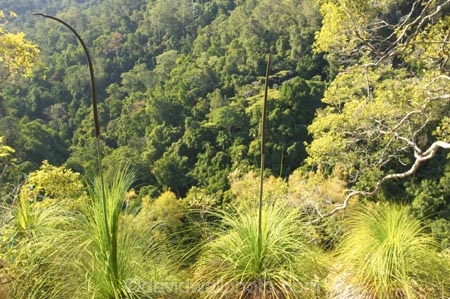 australasia;Australia;australian;bush;forest;forests;green;Hinterland;Kondalilla-National-Park;lush;natural;nature;Queensland;rain-forest;rain-forests;rain_forest;rain_forests;rainforest;rainforests;Sunshine-Coast;tree;trees;wilderness;woods