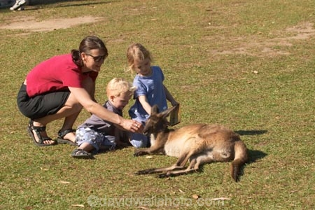 animal;animals;aussie-zoo;australasia;Australia;australian;boy;boys;child;children;families;family;Feeding;girl;girls;kangaroo;kangaroos;little-girl;mammal;mammals;marsupial;marsupials;mother;mothers;Queensland;sunshine-coast;tame