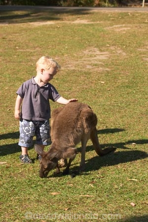 animal;animals;aussie-zoo;australasia;Australia;australian;boy;boys;child;children;Feeding;kangaroo;kangaroos;mammal;mammals;marsupial;marsupials;Queensland;sunshine-coast;tame