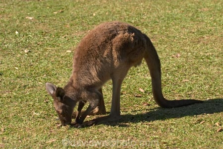 animal;animals;aussie-zoo;australasia;Australia;australian;kangaroo;kangaroos;mammal;mammals;marsupial;marsupials;Queensland;sunshine-coast