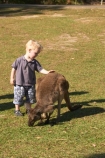 animal;animals;aussie-zoo;australasia;Australia;australian;boy;boys;child;children;Feeding;kangaroo;kangaroos;mammal;mammals;marsupial;marsupials;Queensland;sunshine-coast;tame