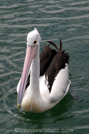 pelicans;pelican;sydney;australia;harbor;harbours;harbors;harbour;bill;bills;feather;feathers;aquatic;water;bird;birds;unusual;australian-;pelecanus-;pelecanus-conspicillatus
