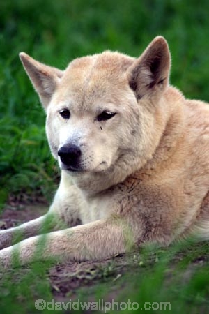 dingo;dingos;dingoes;australia;sydney;taronga;zoo;wildlife;fierce;dog;dogs;animal;mammal;Canis-familiaris-dingo;Canis-lupus-dingo-;canis-lupus;canis;wild-dog