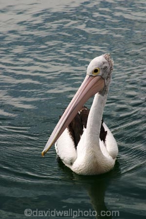 pelicans;pelican;sydney;australia;harbor;harbours;harbors;harbour;bill;bills;feather;feathers;aquatic;water;bird;birds;unusual;australian-;pelecanus-;pelecanus-conspicillatus